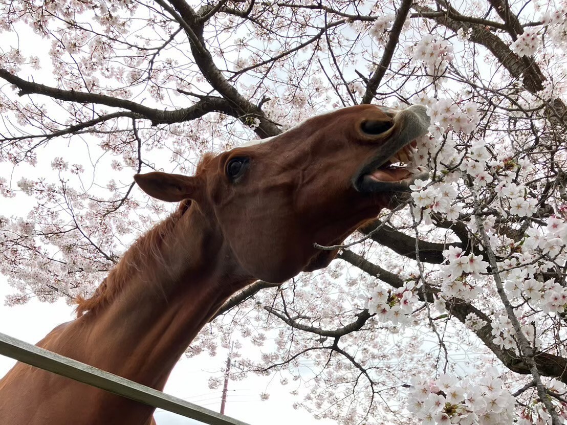 馬術部の活動の様子