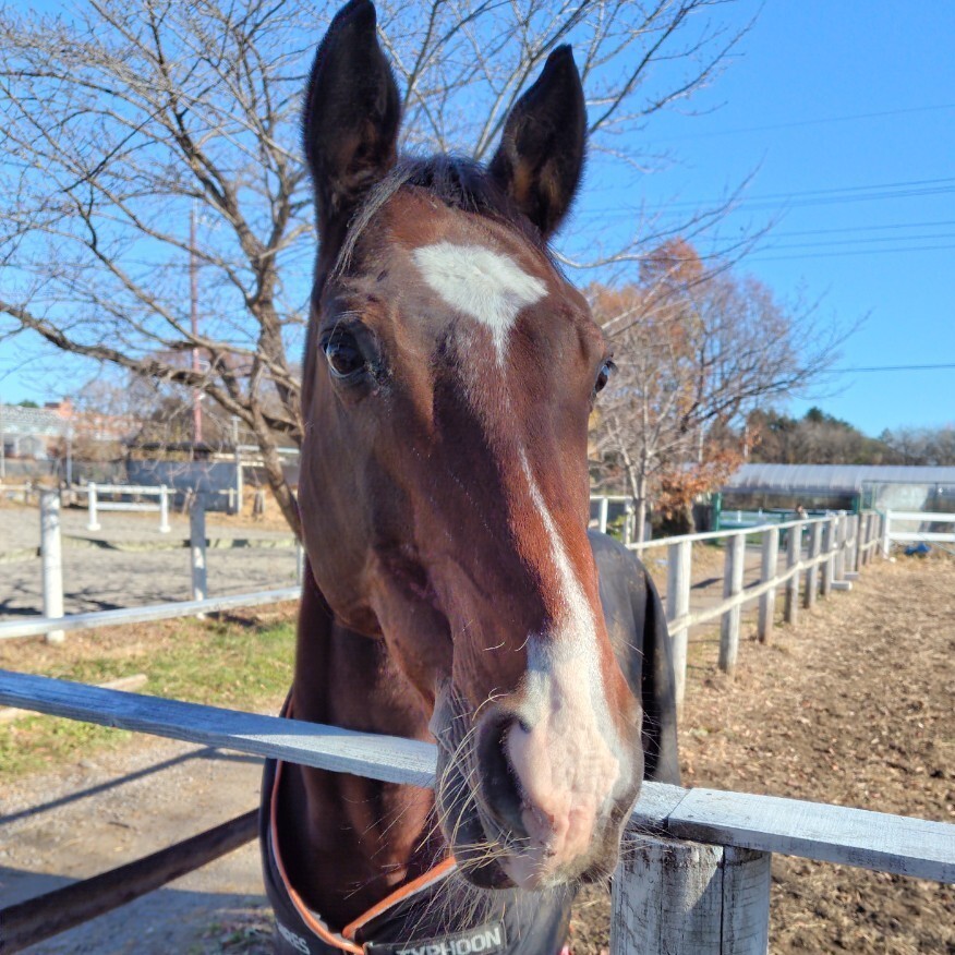 馬術部のアイコン