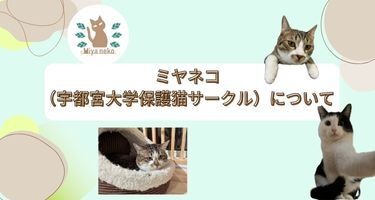 ミヤネコ(保護猫サークル)の活動の様子