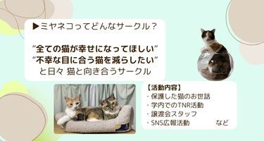 ミヤネコ(保護猫サークル)の活動の様子
