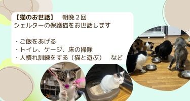 ミヤネコ(保護猫サークル)の活動の様子
