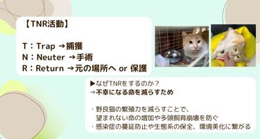 ミヤネコ(保護猫サークル)の活動の様子