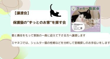 ミヤネコ(保護猫サークル)の活動の様子