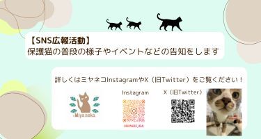 ミヤネコ(保護猫サークル)の活動の様子