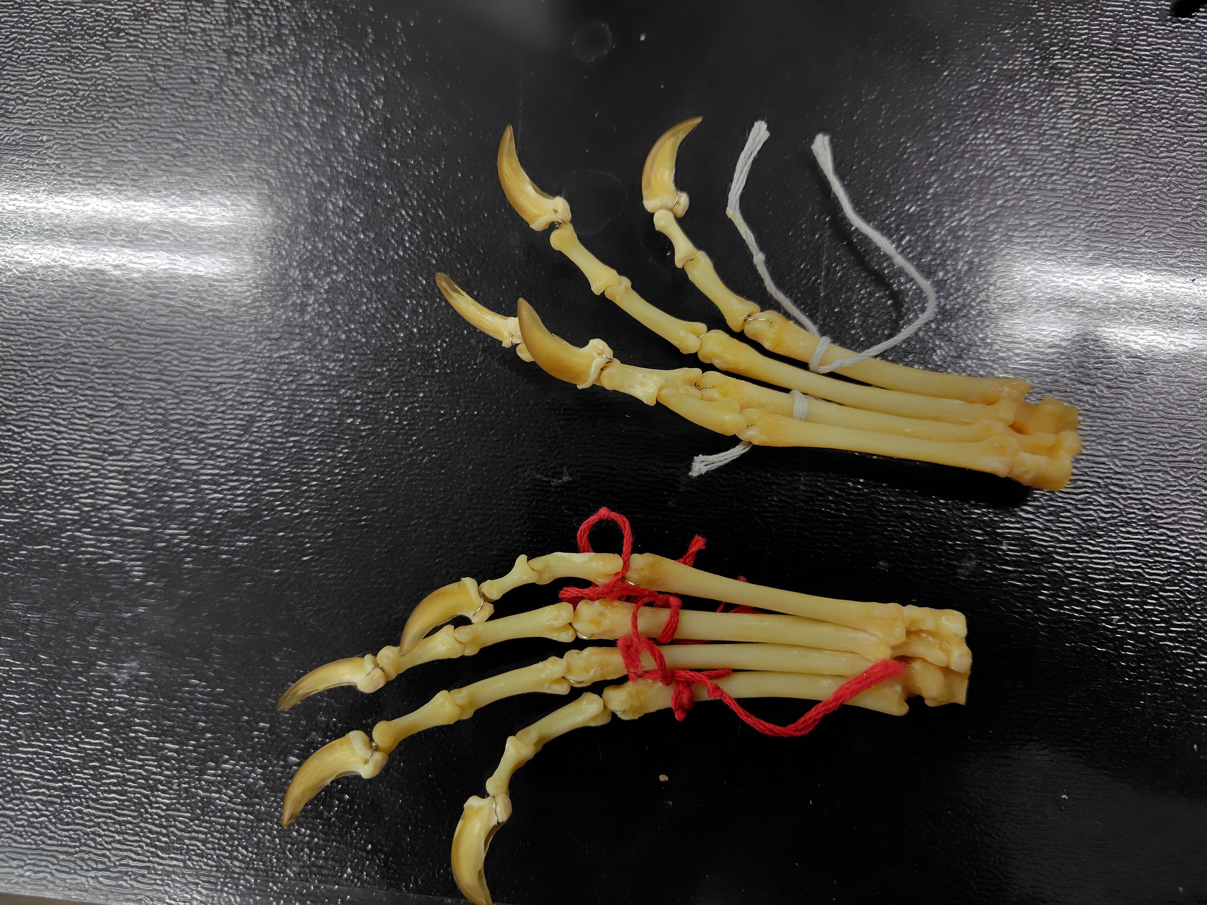 標本サークルの活動の様子