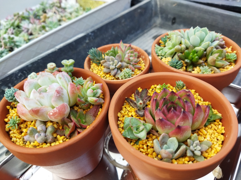 園芸研究会＆植物園プロジェクトの活動の様子