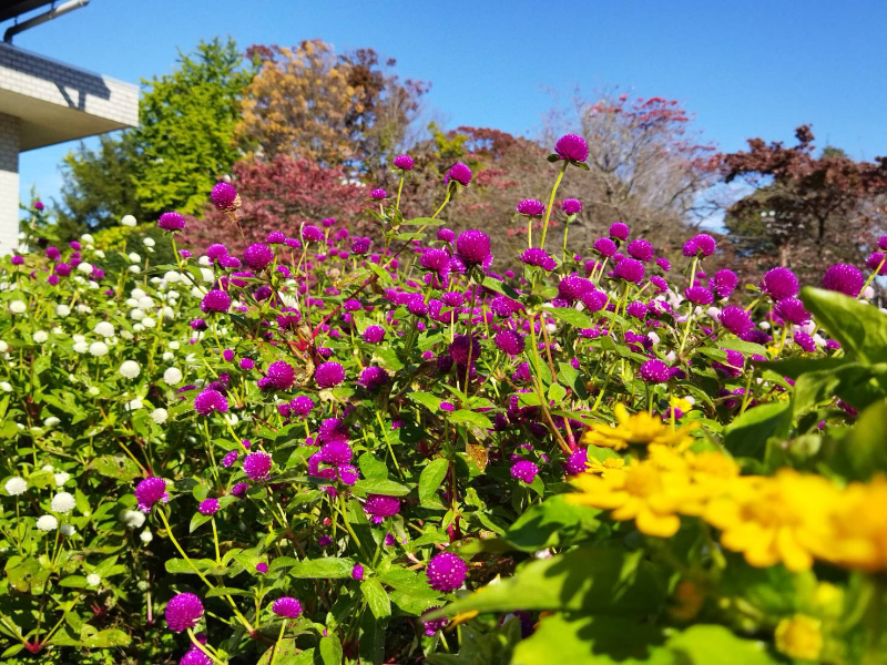 園芸研究会＆植物園プロジェクトの活動の様子